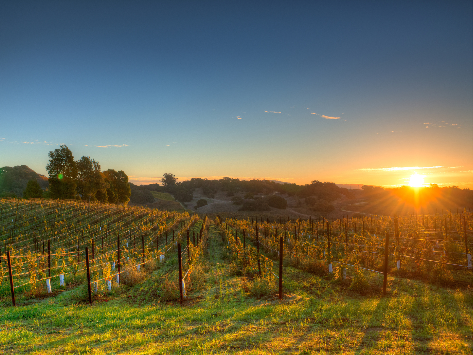 Wine field in Napa