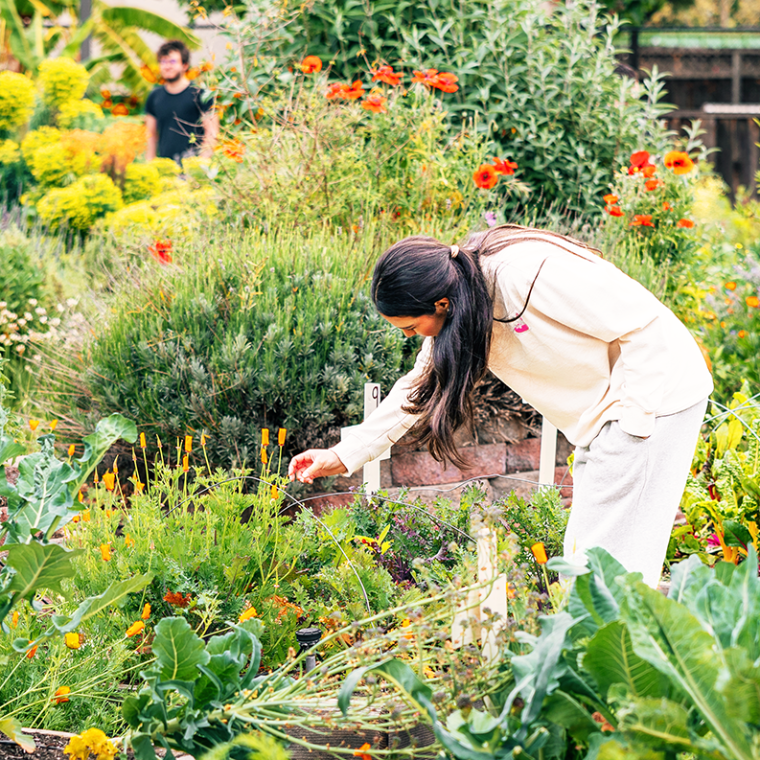 A female student picking produce at the Forge Garden.