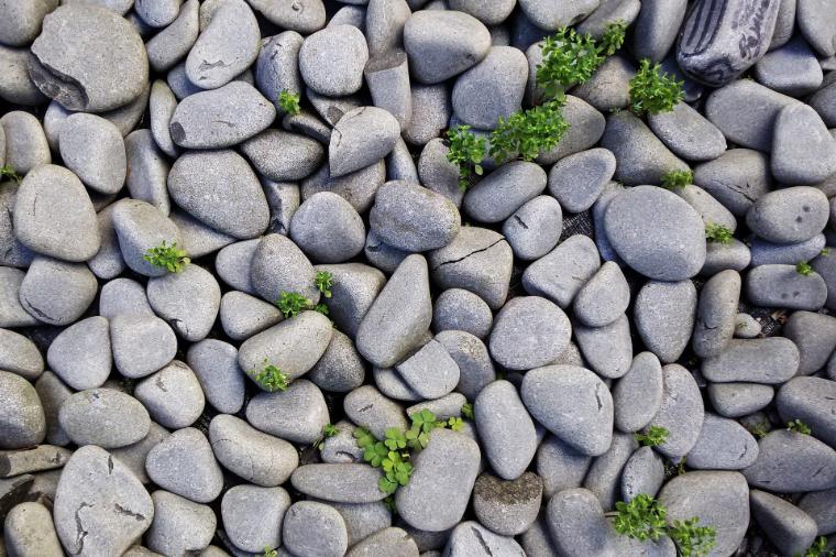 Gray rocks with patches of green plants.